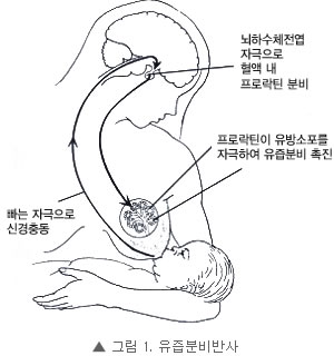 그림1. 유즙분비반사