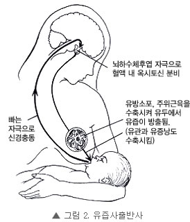 그림 2. 유즙사출반사
